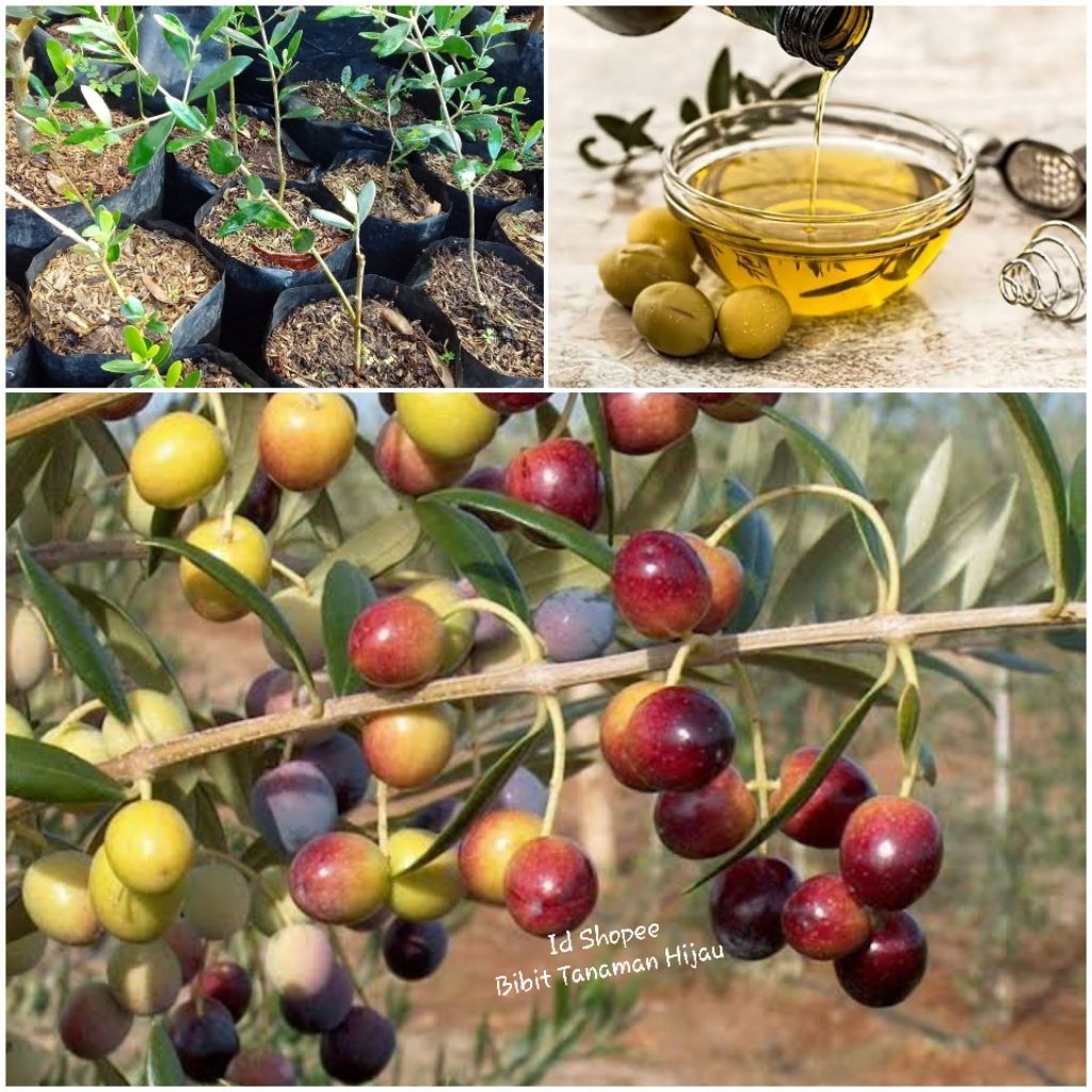 Bibit Zaitun