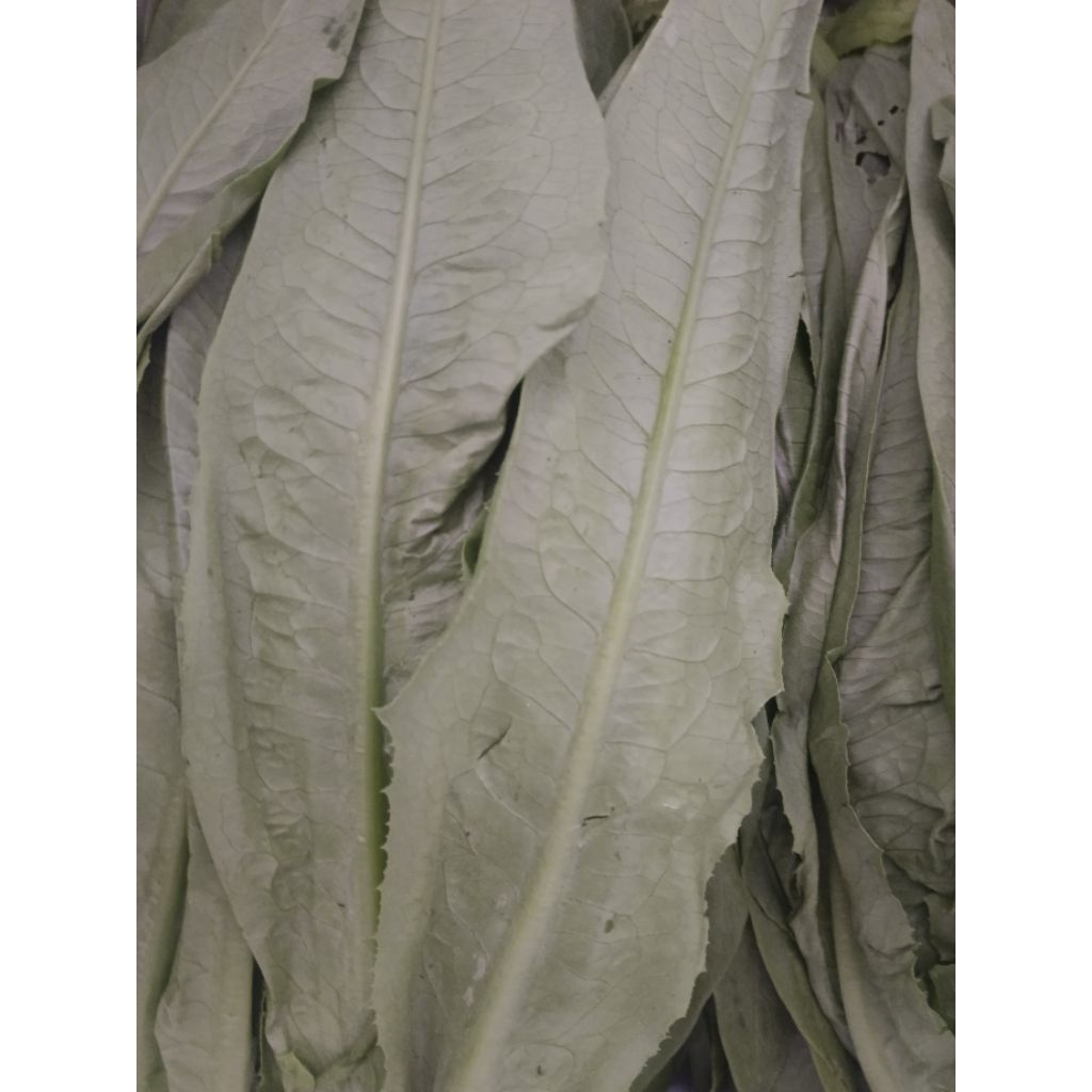 

sweet lettuce import 500gr