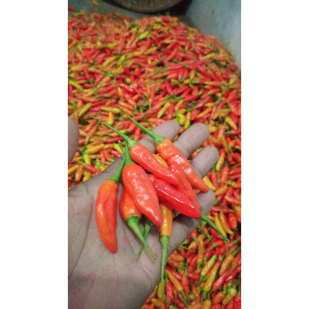 

Cabai ori 212/kaliber 1kg