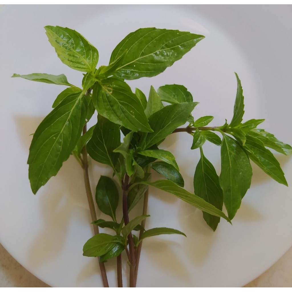 

Thai Basil Organik