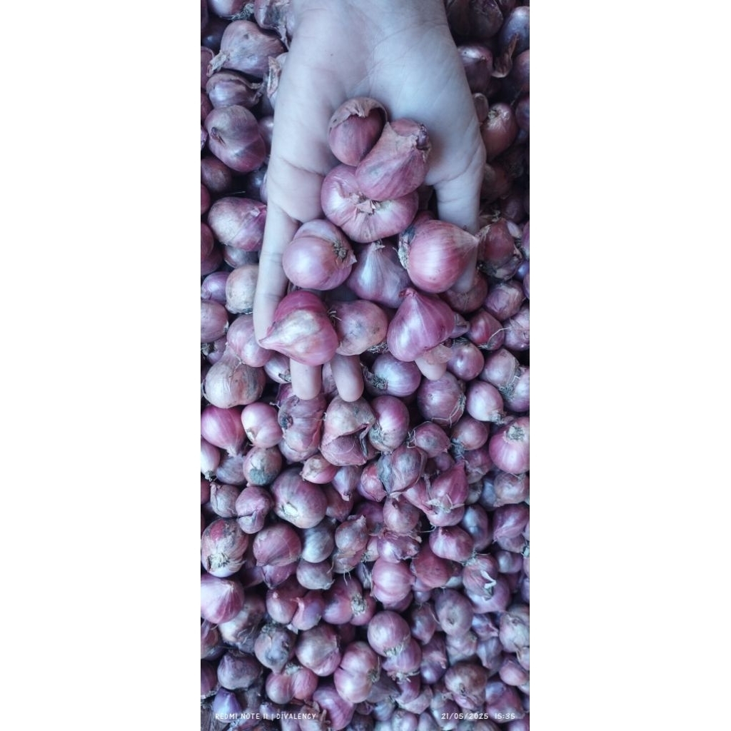 

Bawang merah lokal ponorogo