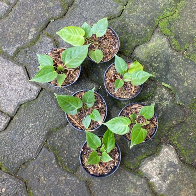 Tanaman Hias Anthurium Veitchii Narrow Original