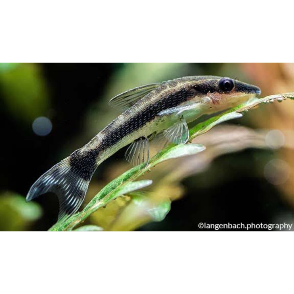 kebutuhan hiasan ottocinclus algaeter ottocinclus affinis algater