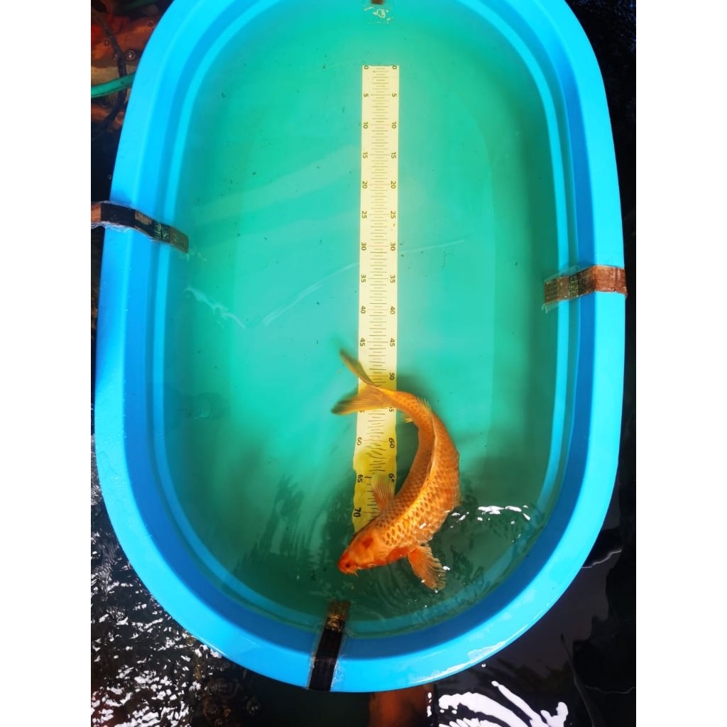 ikan koi jumbo yamabuki ogon ukuran 45-50cm