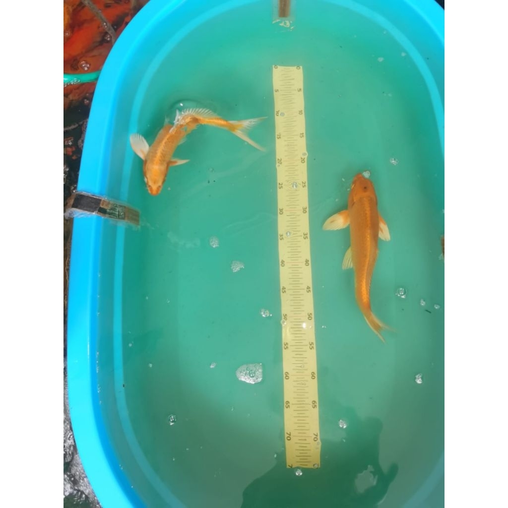 [paket 2 ekor] ikan koi asli blitar yamabuki ogon ukuran 25-30 cm