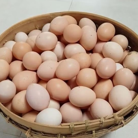 

(perbutir) Telur Ayam Kampung/ Telur Ayam Kampung Asli/ Telur Ayam Kampung Organik/ Ayam KUB