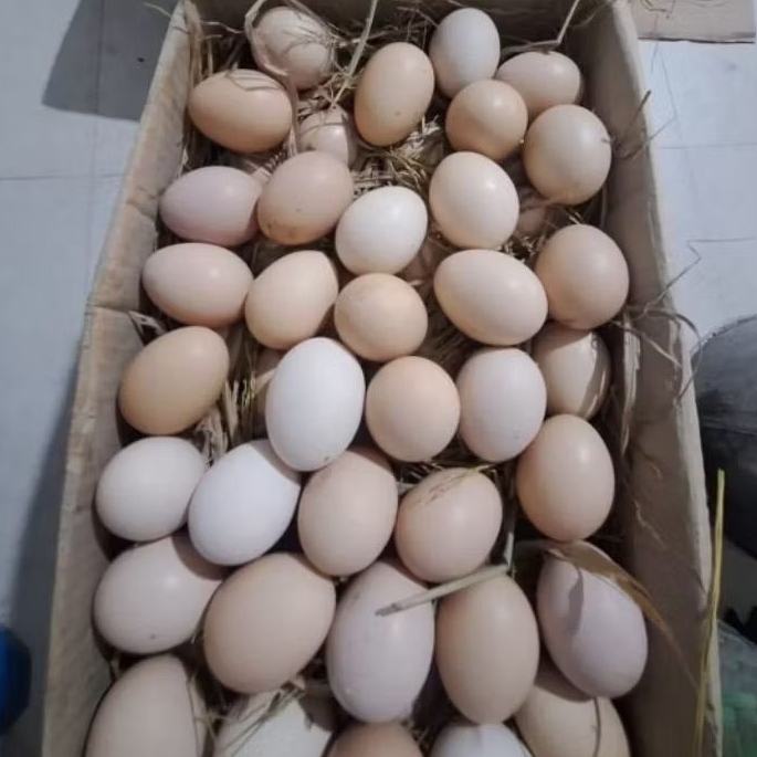 

(20butir) Telur Ayam Kampung/ Telur Ayam Kampung Asli Segar/ Ayam KUB