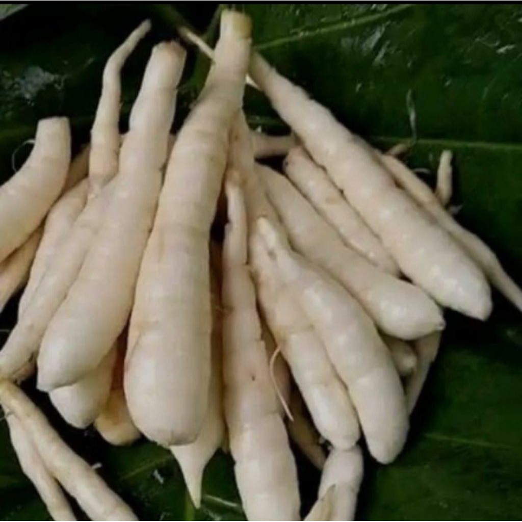 

ubi garut fres dan segar harga perkilo
