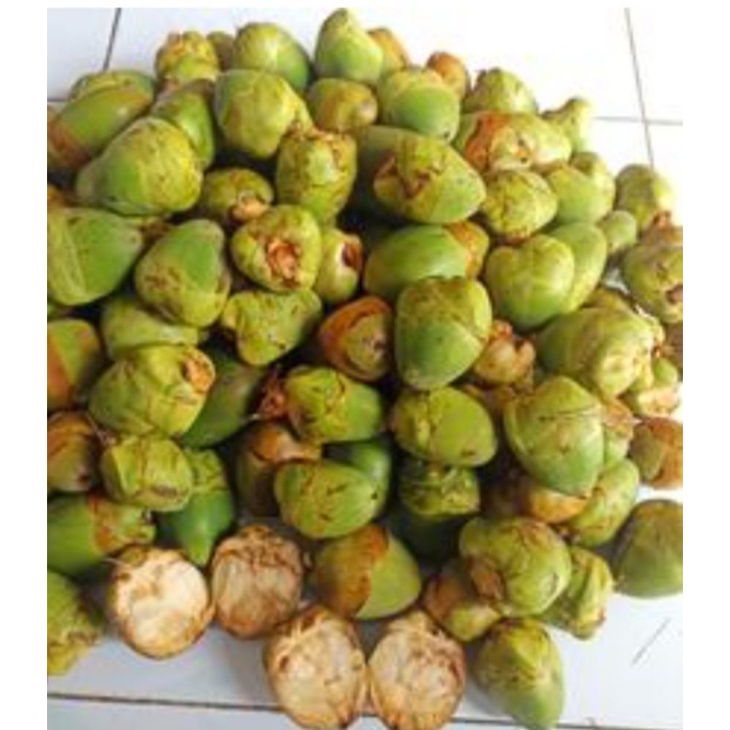 

Jual beluluk atau cengkir kelapa per 10 biji