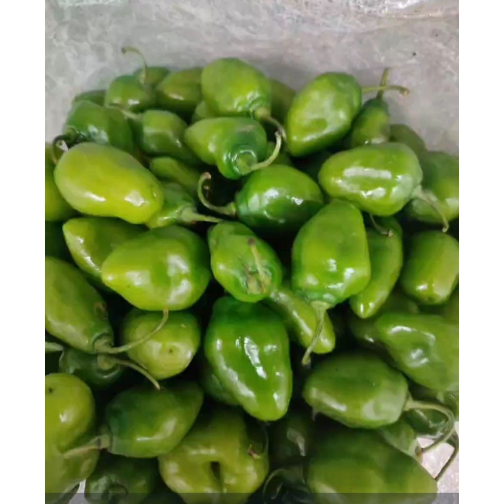 

cabe gendot asli dari Pangalengan tahan busuk