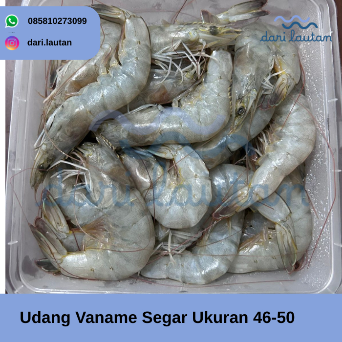 

Udang Vaname Segar Ukuran 46-50 1kg - 500gr