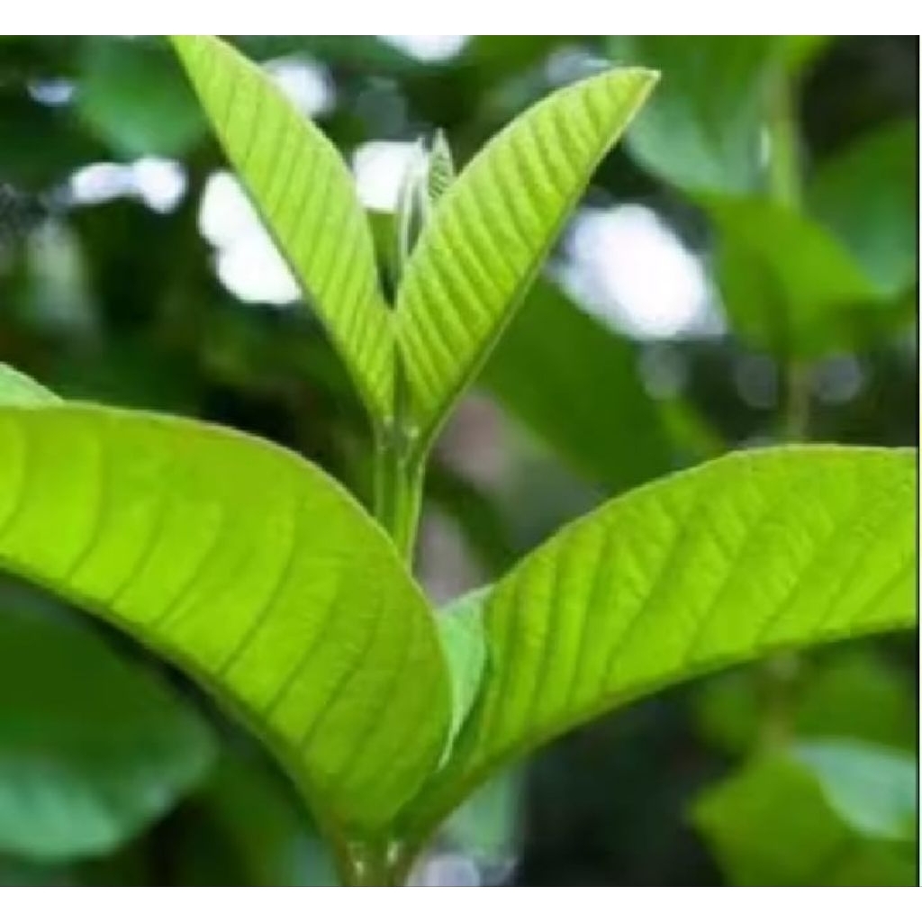 

daun jambu biji segar 250 gram