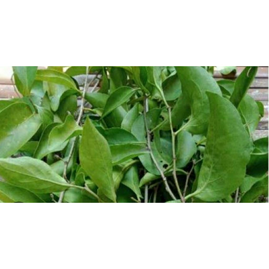 

BENALU DAUN KELOR SEGAR TERLARIS..!!! 250GRAM