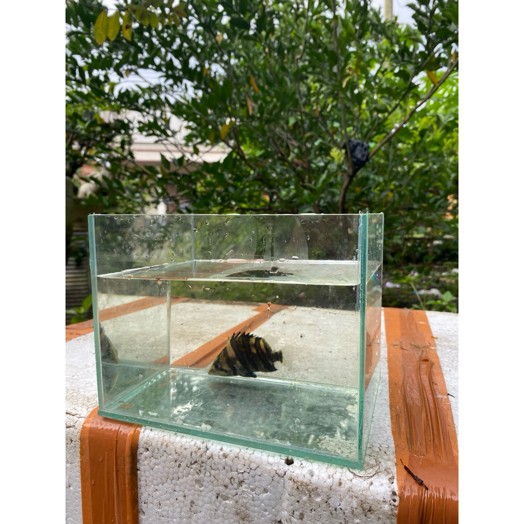 

box packing kaca stewarti