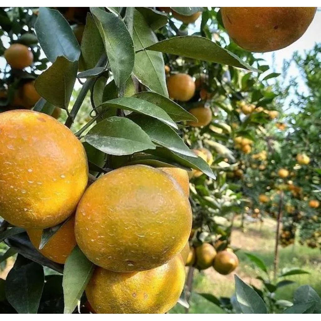 

BIBIT jeruk Siam madu full buah spek rimbun (berkualitas)