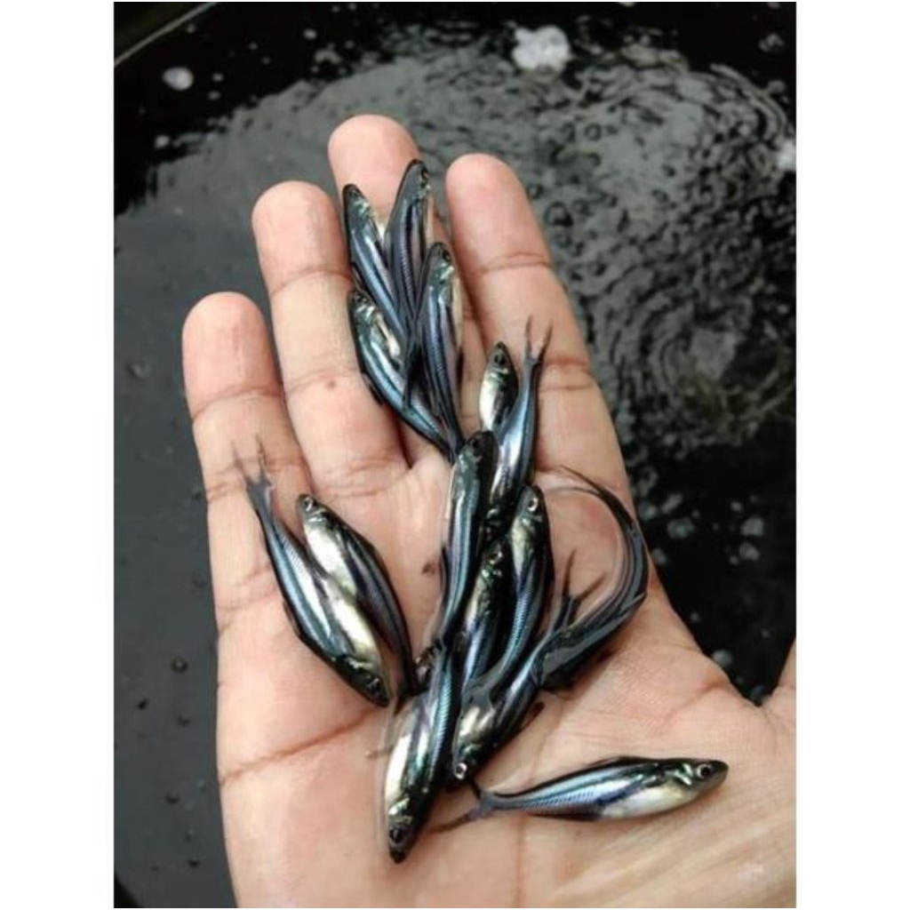 Bibit Ikan Patin - Beli 20 Ekor Gratis Pelet