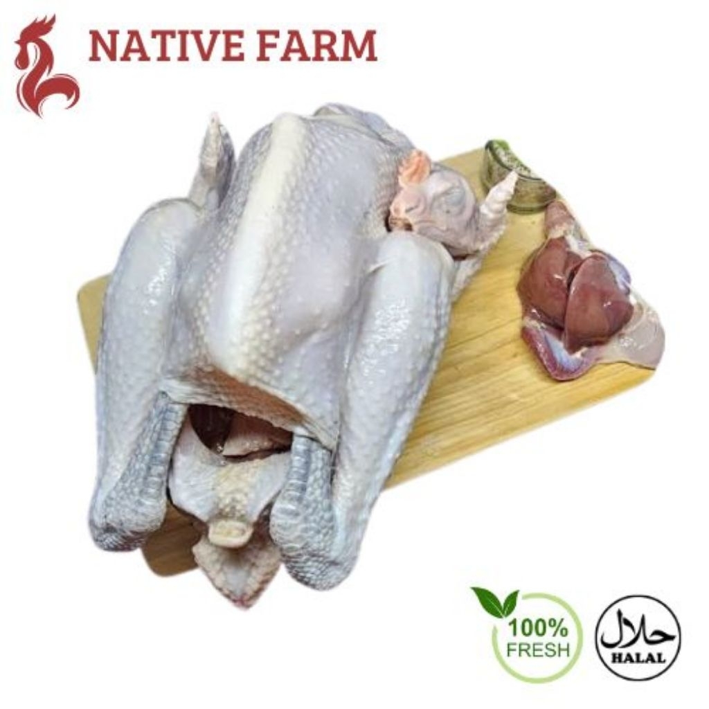 

Ayam kampung utuh fresh TETMURAH HARGA GROSIR potong dadakan/hidup uk 1kg