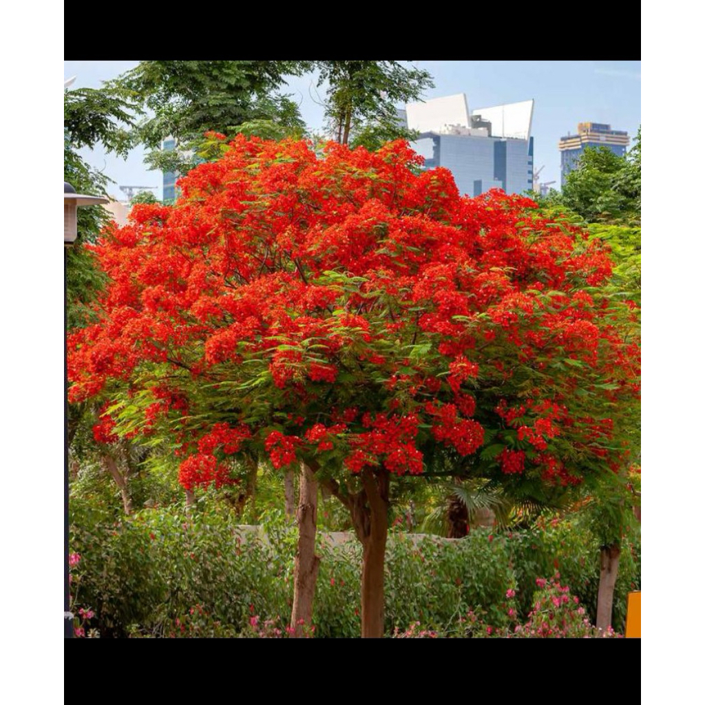 pohon tabebuya merah tinggi 2meter