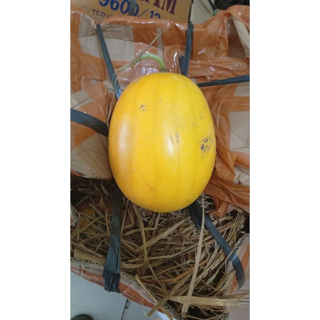 

semangka kuning