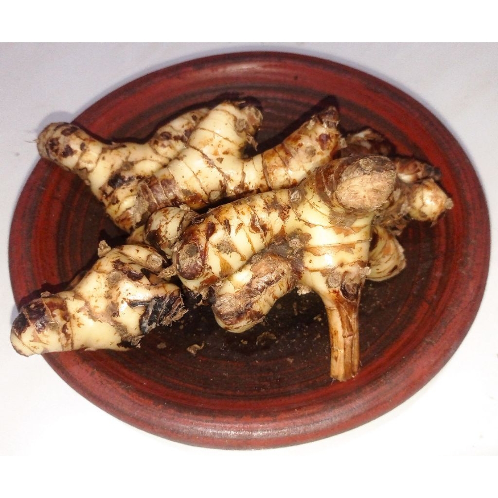 

Lengkuas Fresh / Laos / Rempah Lengkuas / Rempah Laos
