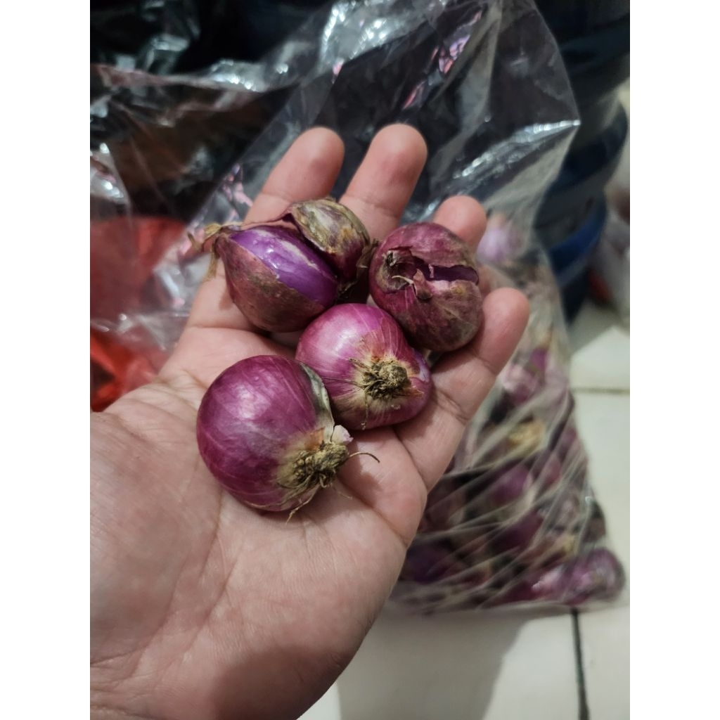 

bawang asli BREBES