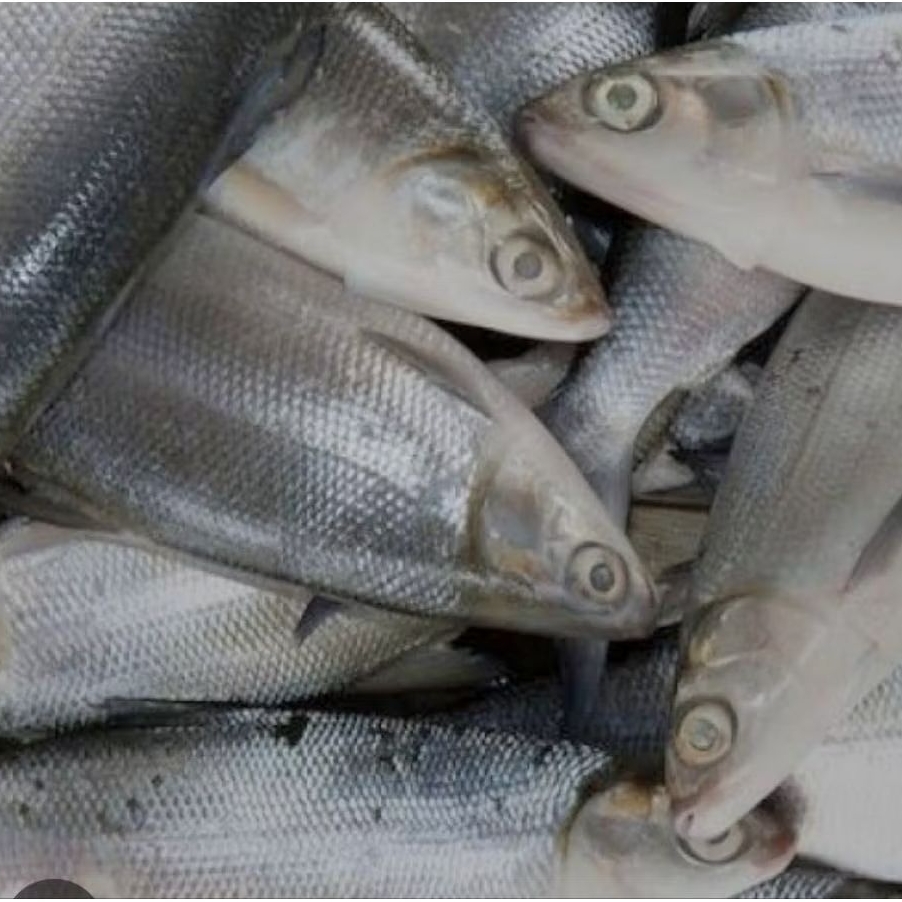 

IKAN BANDENG SEGAR / FRESH MILK FRESH