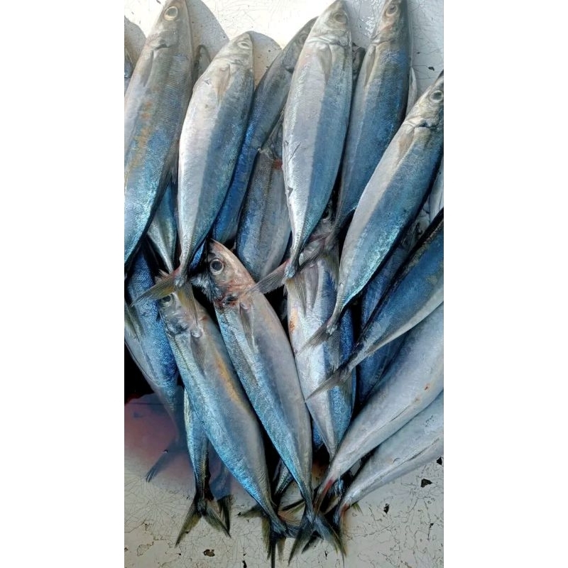 

Ikan salem fresh