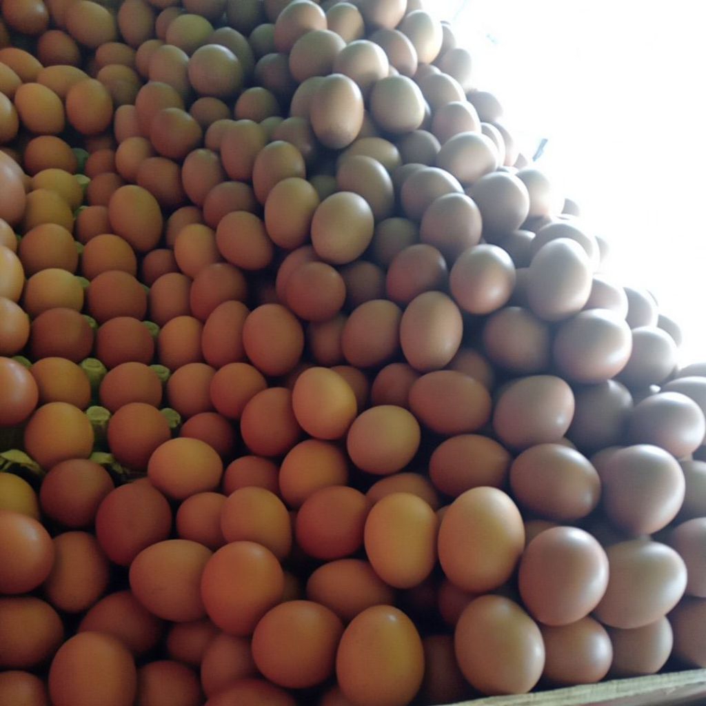 

Telur Ayam premium 1 kg