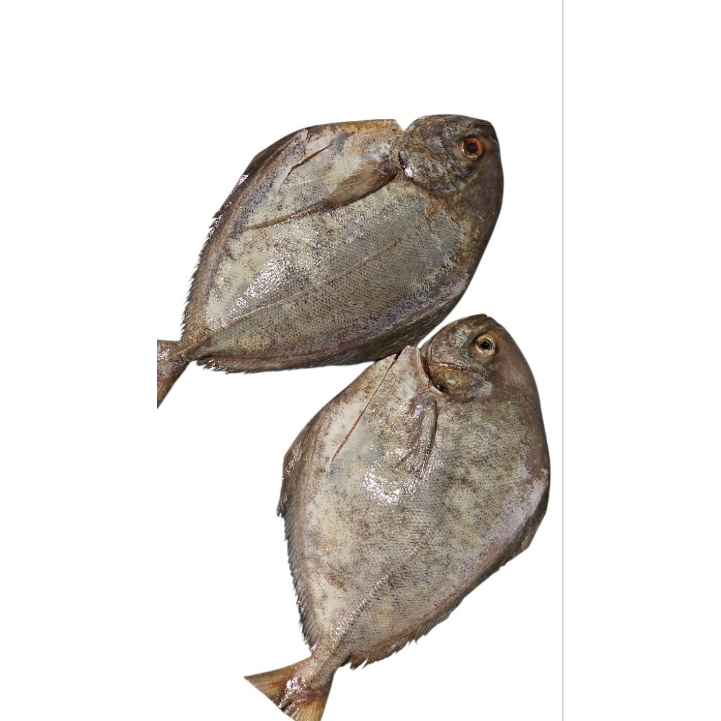 

Ikan Bawal Hitam / Ikan Bawal Laut Fresh 1Kg