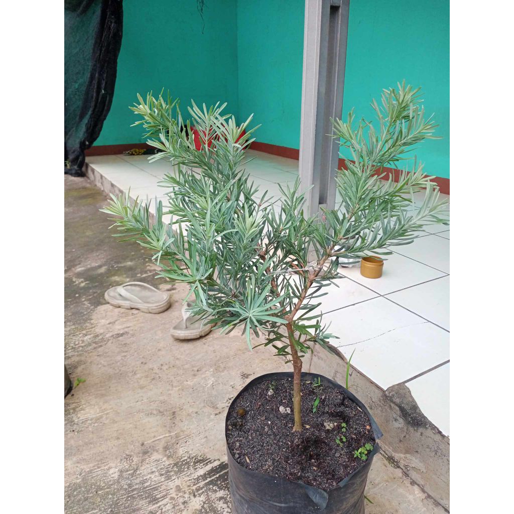 lohansung blue ice original tinggi sekitar 30cm Rp 250rb an