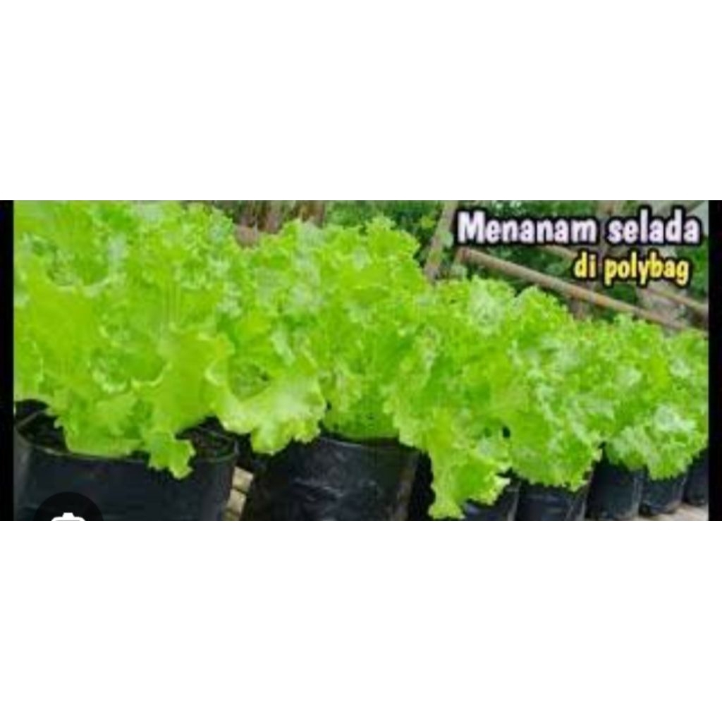 Benih Selada cap Panah Merah kemasan Repack