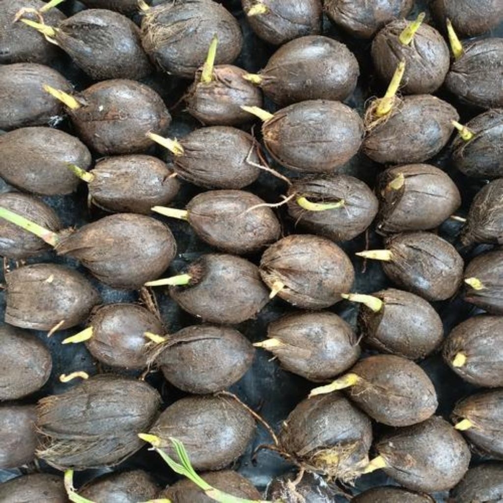 kecambah pinang betara