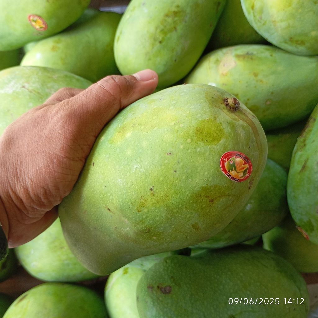 

Mangga Harum Manis Segar 1kg