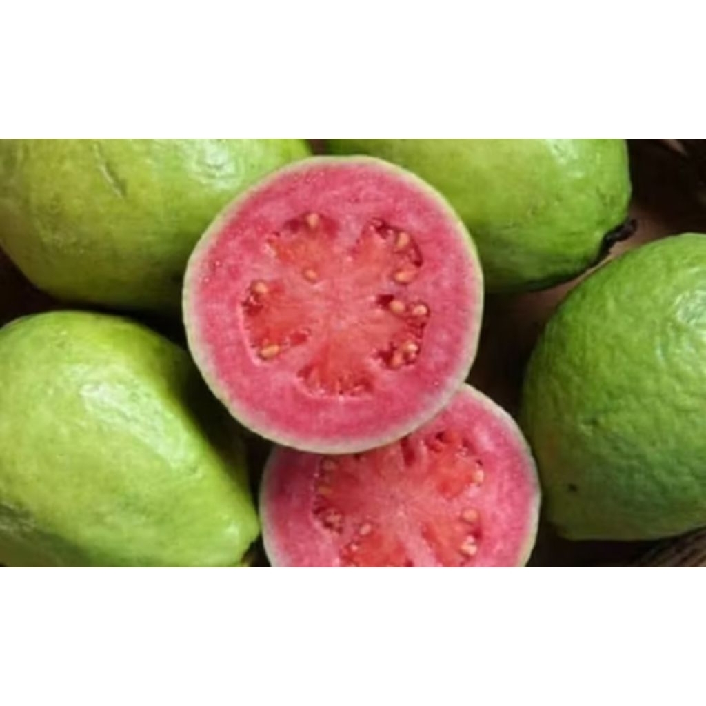 

guava