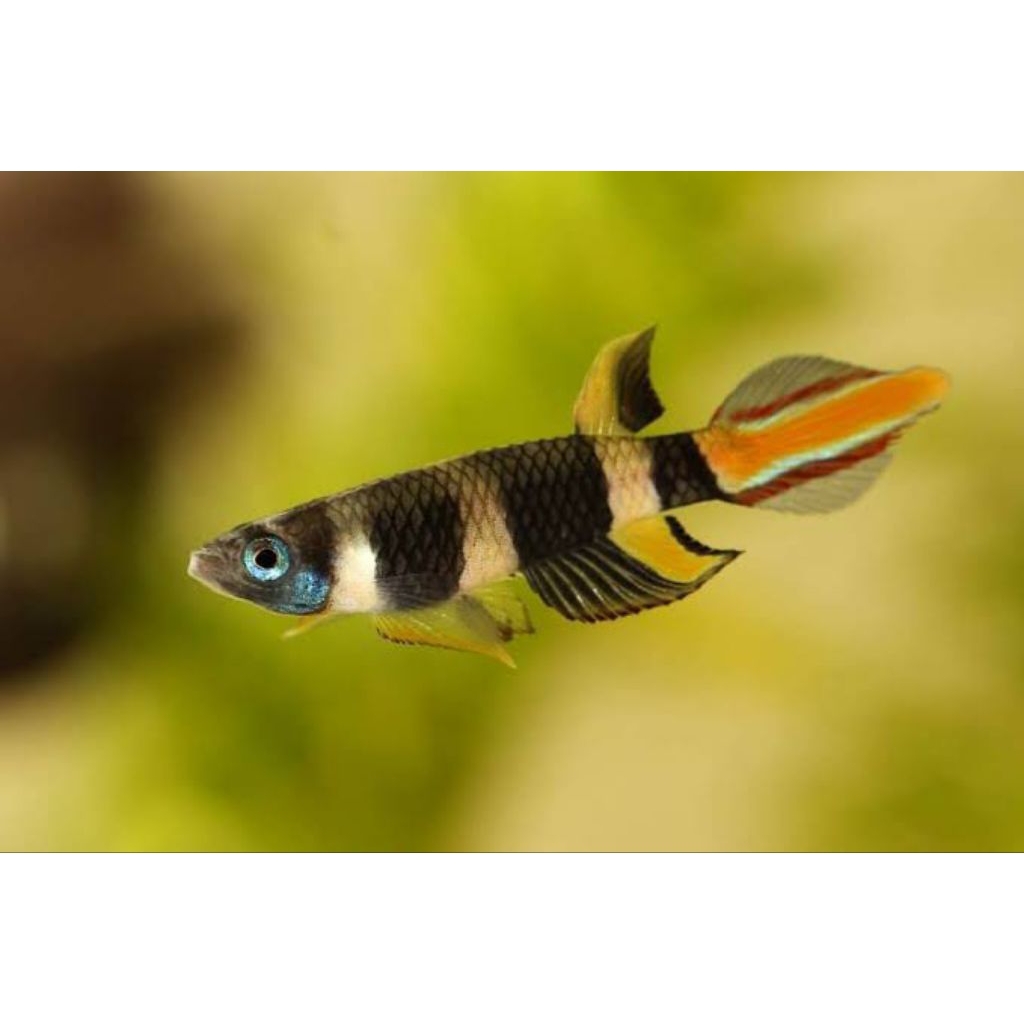 Ornamental Clown Killifish (Jantan)