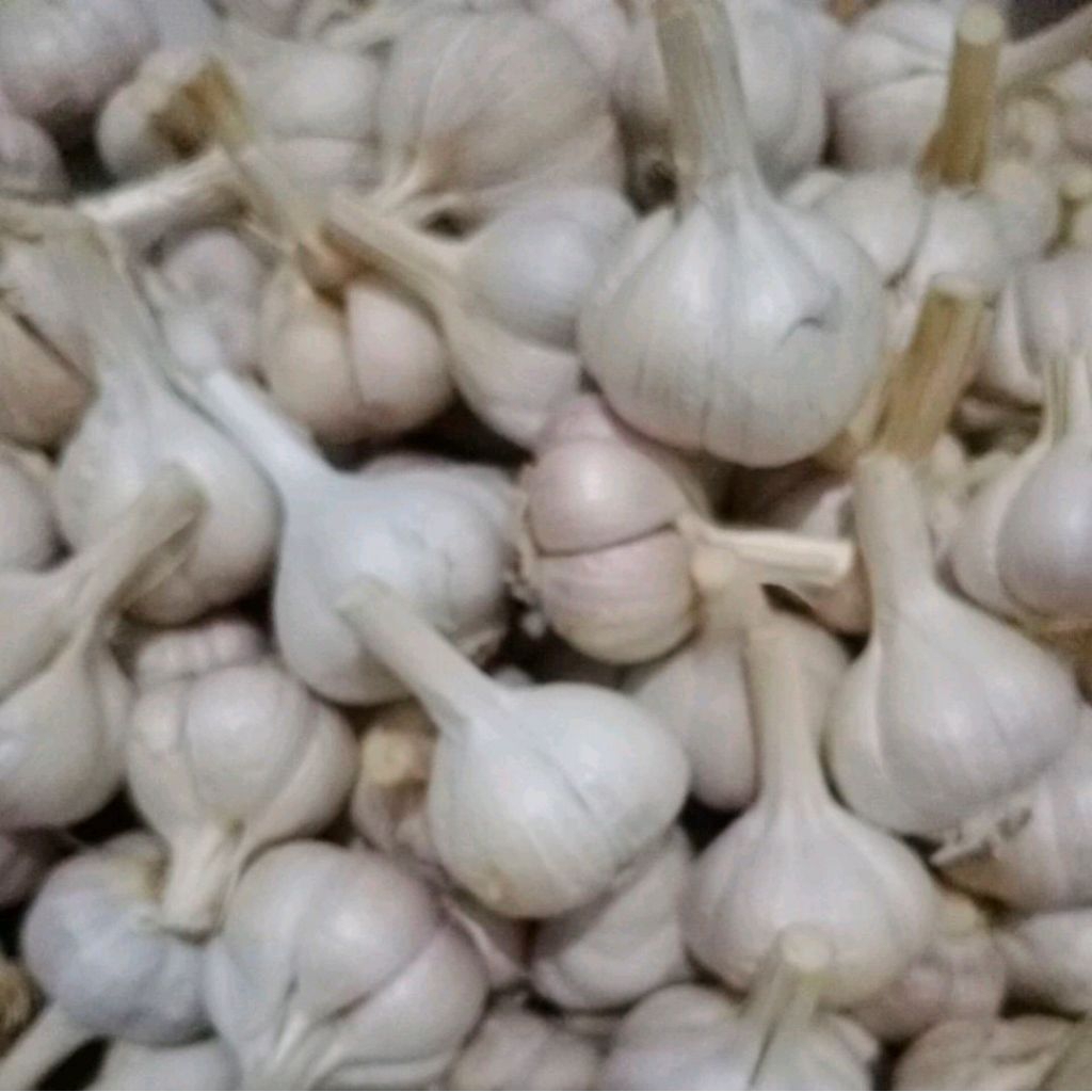 

bawang putih kating