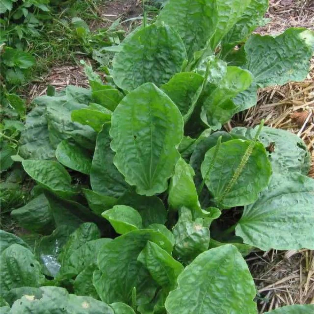 

Daun sendokan Daun kiurat segar siap kirim 250grm