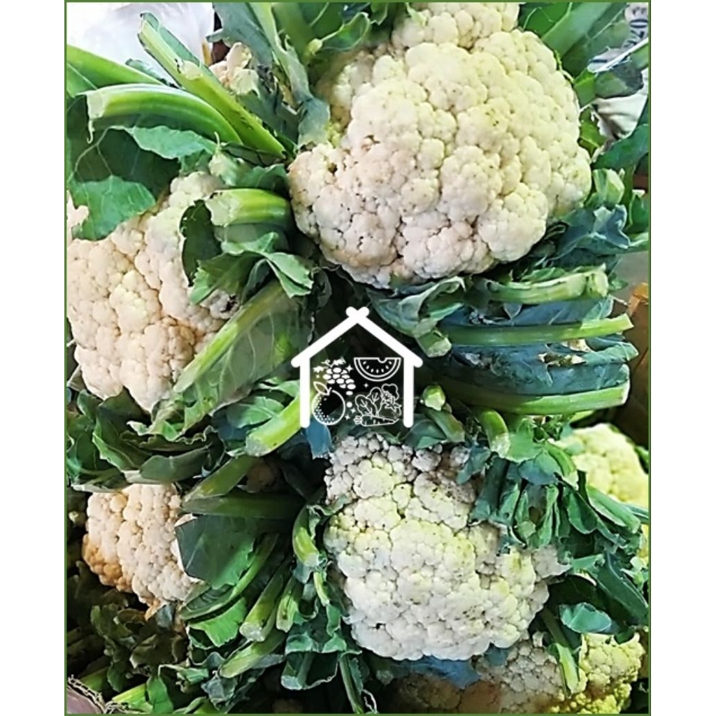 

Kembang Kol 1 Pcs Pilihan Hemat