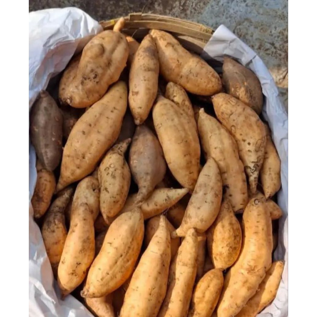 

Ubi madu Cilembu spek (T.O) / kecil Premium