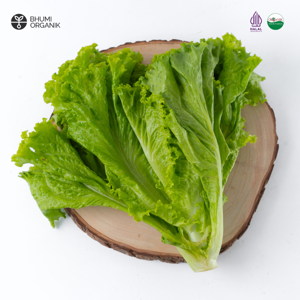 

Selada Keriting Hijau Organik 250 gram - Ceritanik / Bhumi Organik - Green Lettuce Organic - Sayur Organik Murah - Sayur Organik Sehat - Sayur Organik Premium