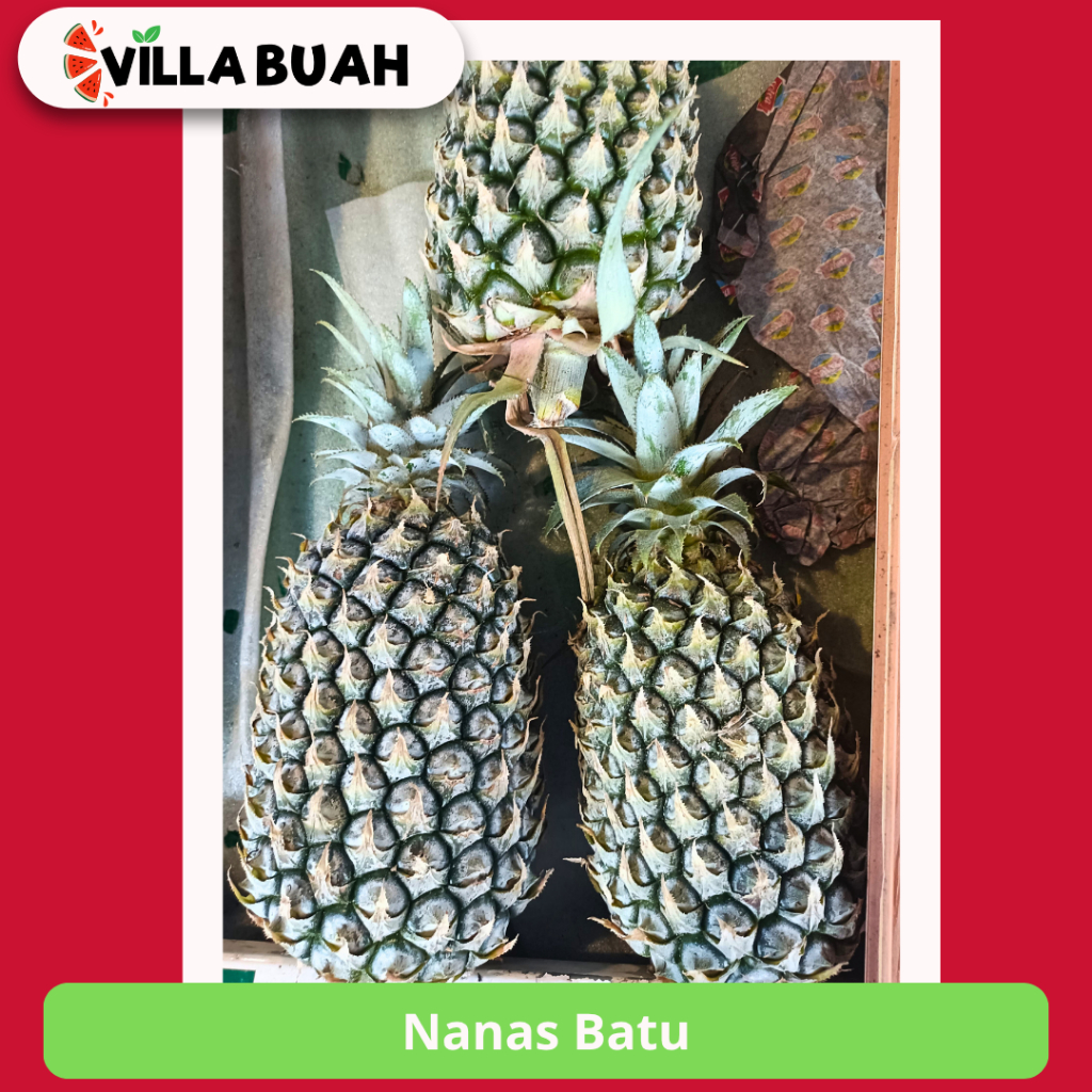 

Nanas Batu (1 Pcs)