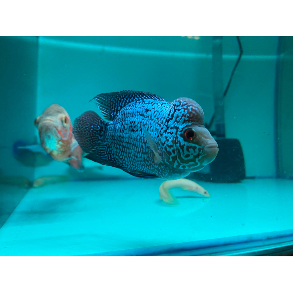 Louhan Cencu Full Mutiara & Jenong.