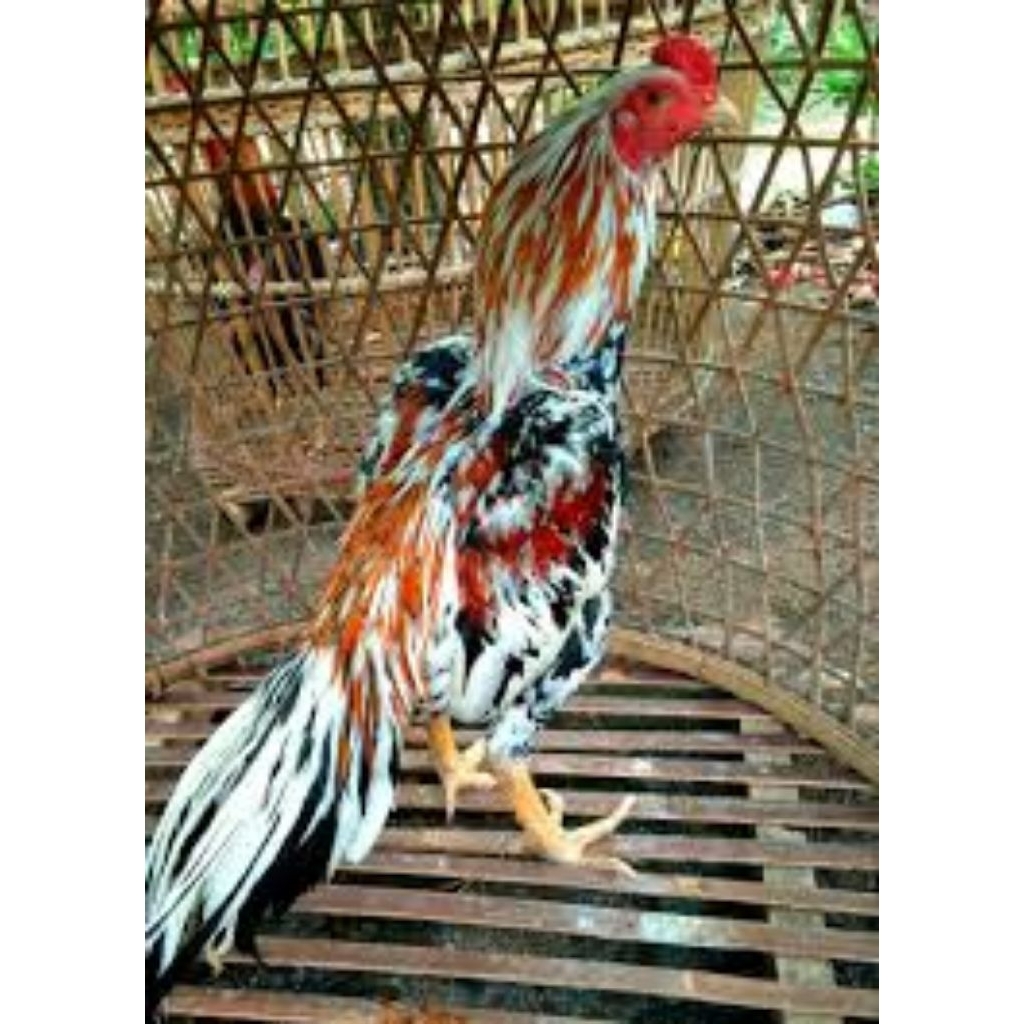 

Telur Ayam Bangkok Blorok Fertil Asli Bisa ditetaskan