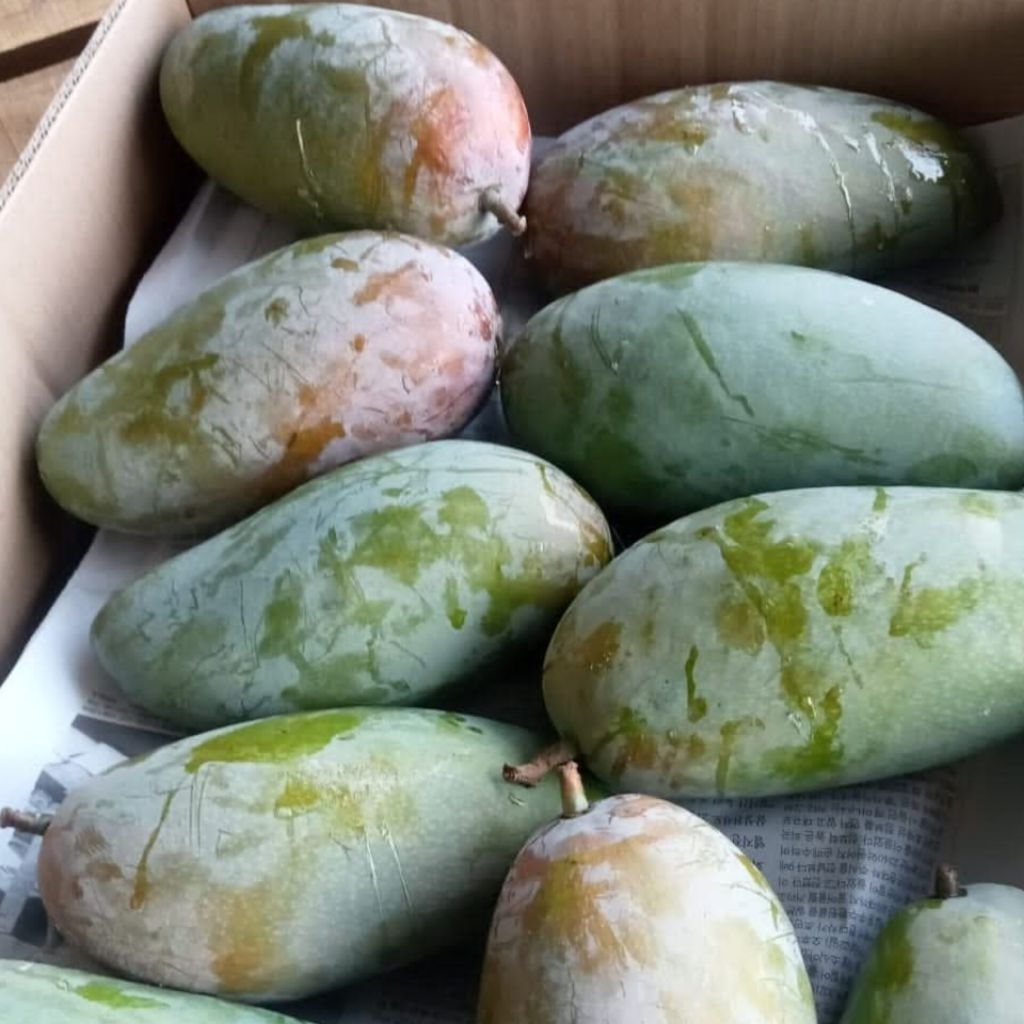 

Mangga Kiojay Thailand 900 Gram - 1 Kilogram