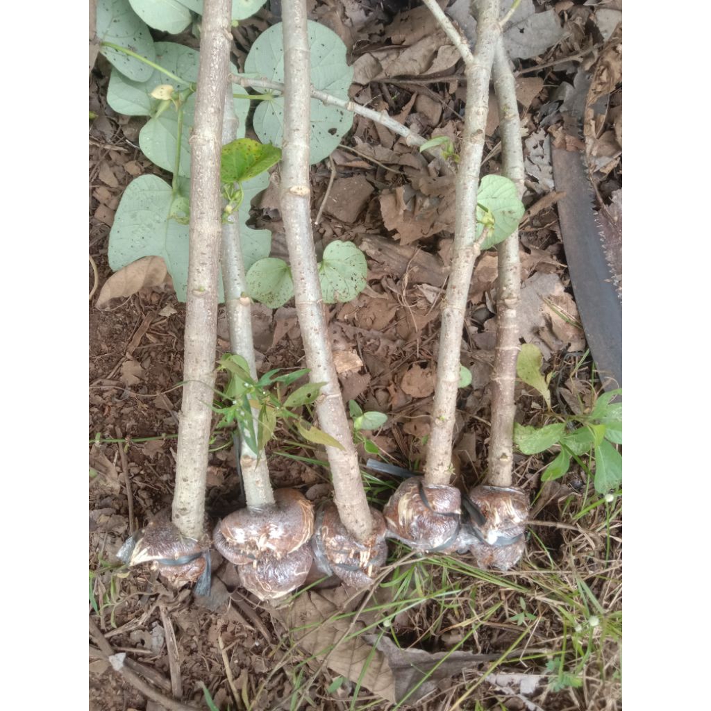 turun cangkok waru Taiwan dan India UK jari