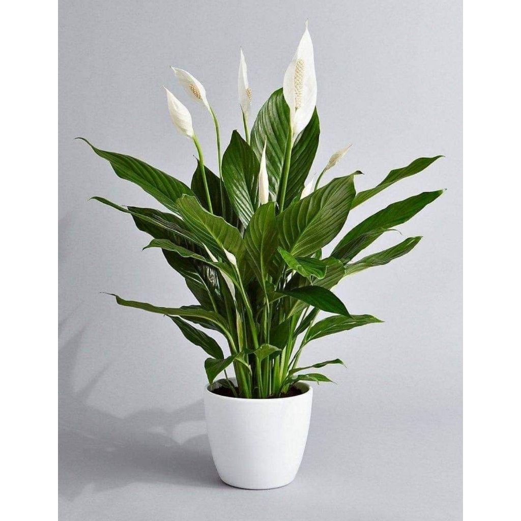 paket 5 tanaman hias peace lily/bunga peace lily/bunga sepatu filum