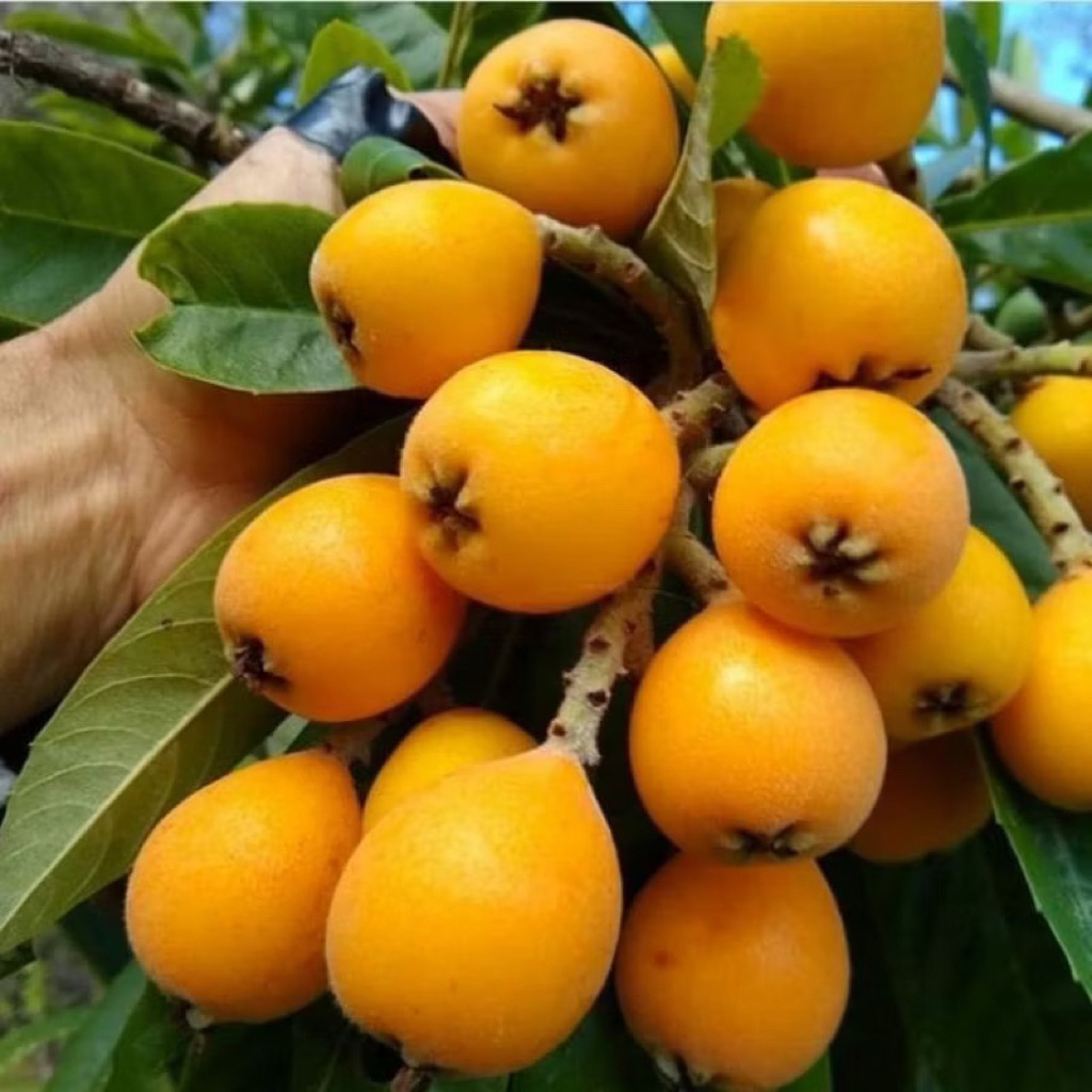 Bibit Tanaman Buah Leci Biwa Dalam Kondisi Berbuah Berbunga - Tanaman Buah Leci Biwa Loquat