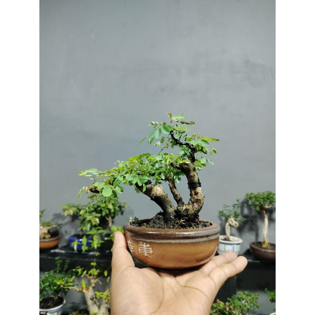 bonsai ileng ileng