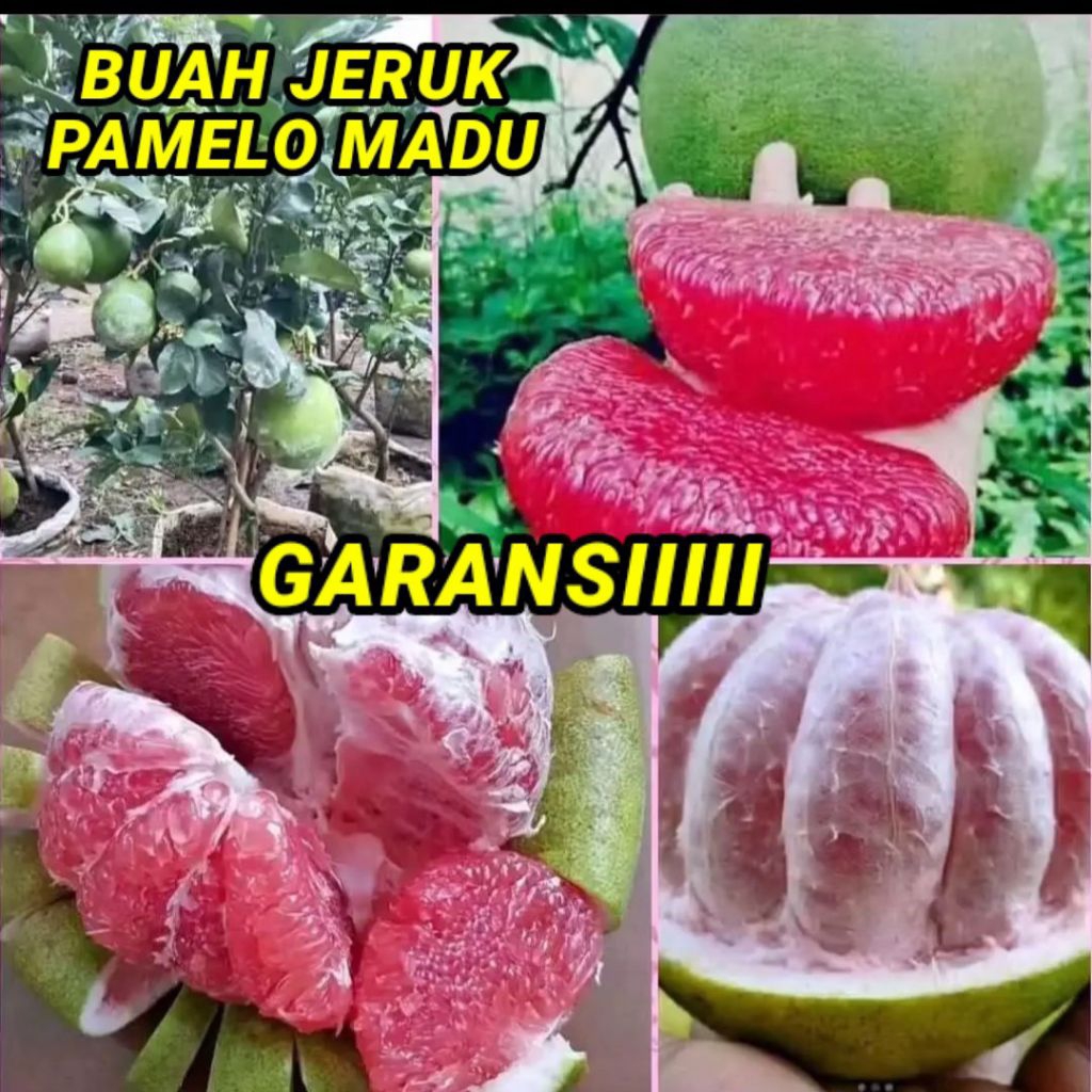 

DISKON _ Jeruk Pamelo madu (6-9 ons) manis legit segar