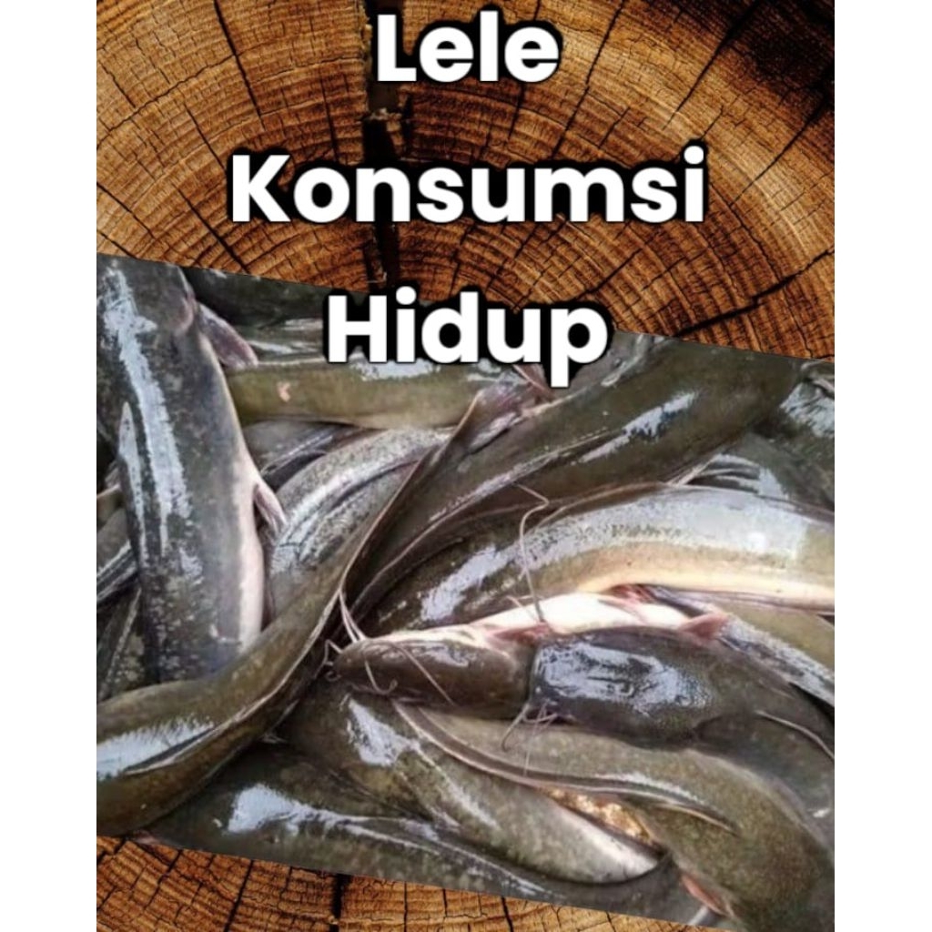 

Lele Konsumsi Fresh Hidup 1kg Resto/Rumah Makan